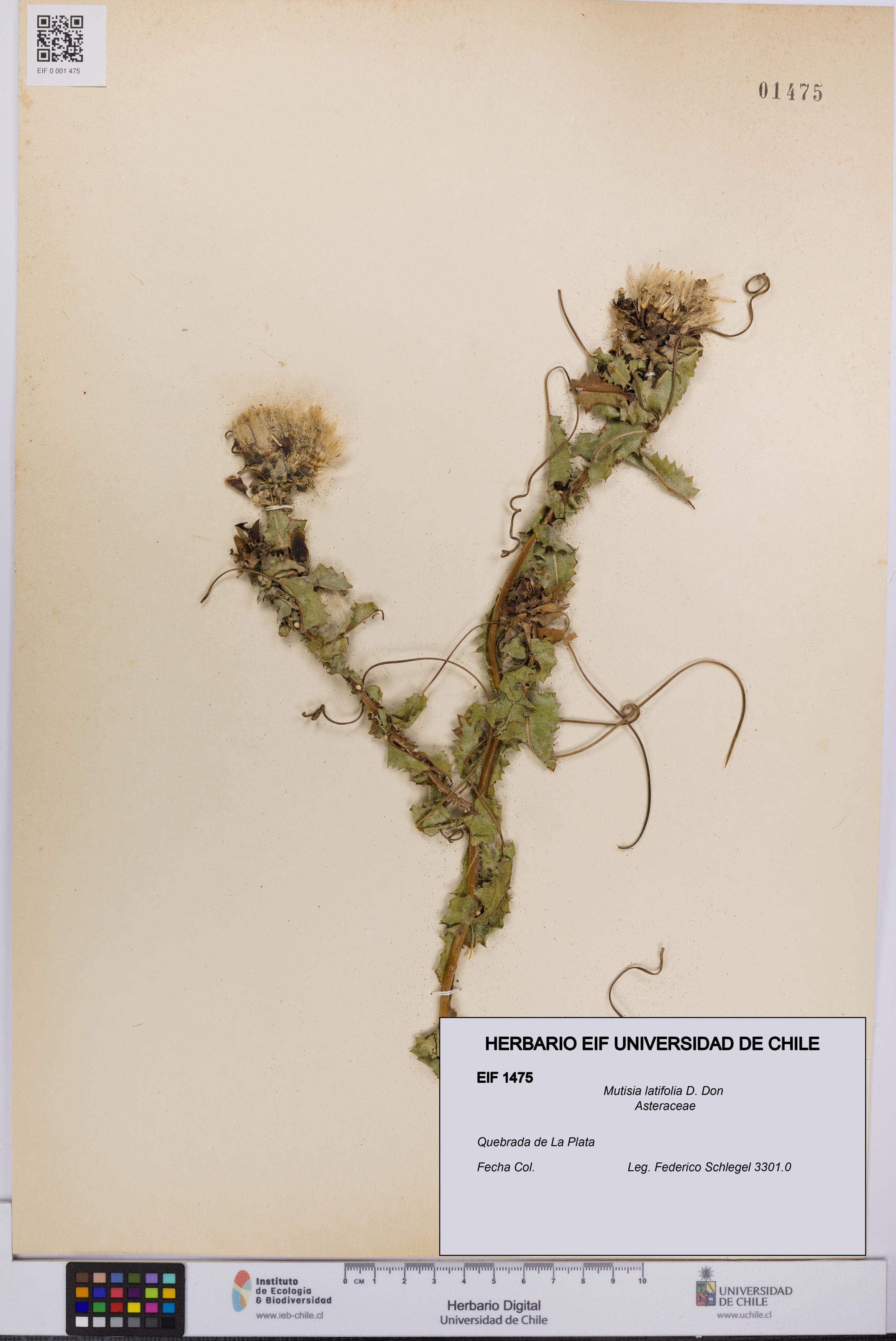 Mutisia latifolia [Espécimen: UCH:EIF:0001475]