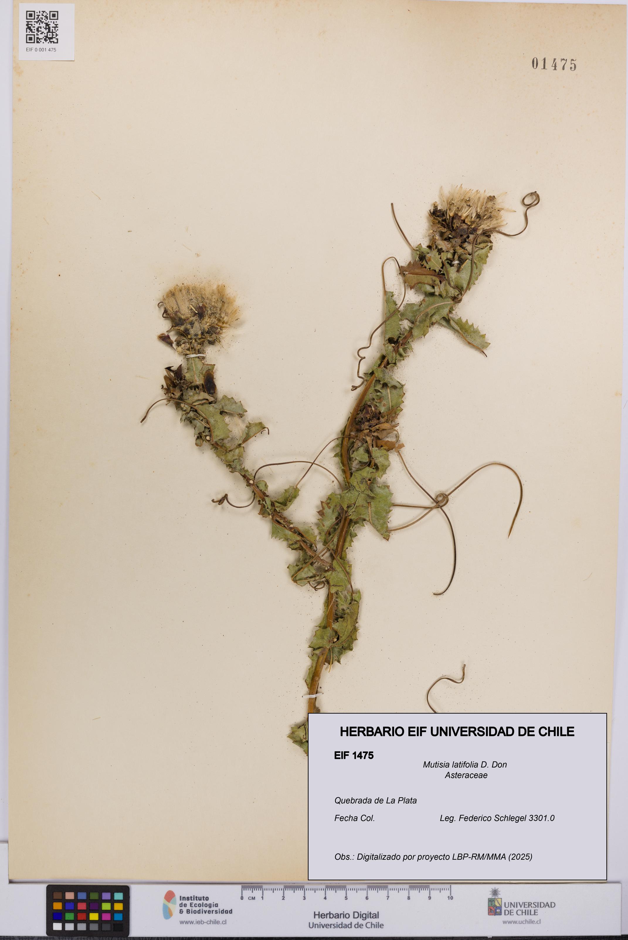 Mutisia latifolia [Espécimen: UCH:EIF:0001475]