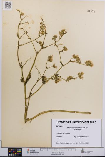 Moscharia pinnatifida [Espécimen: UCH:EIF:0001476]