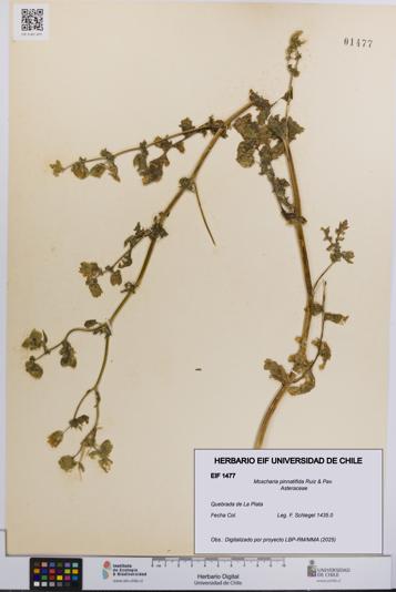 Moscharia pinnatifida [Espécimen: UCH:EIF:0001477]