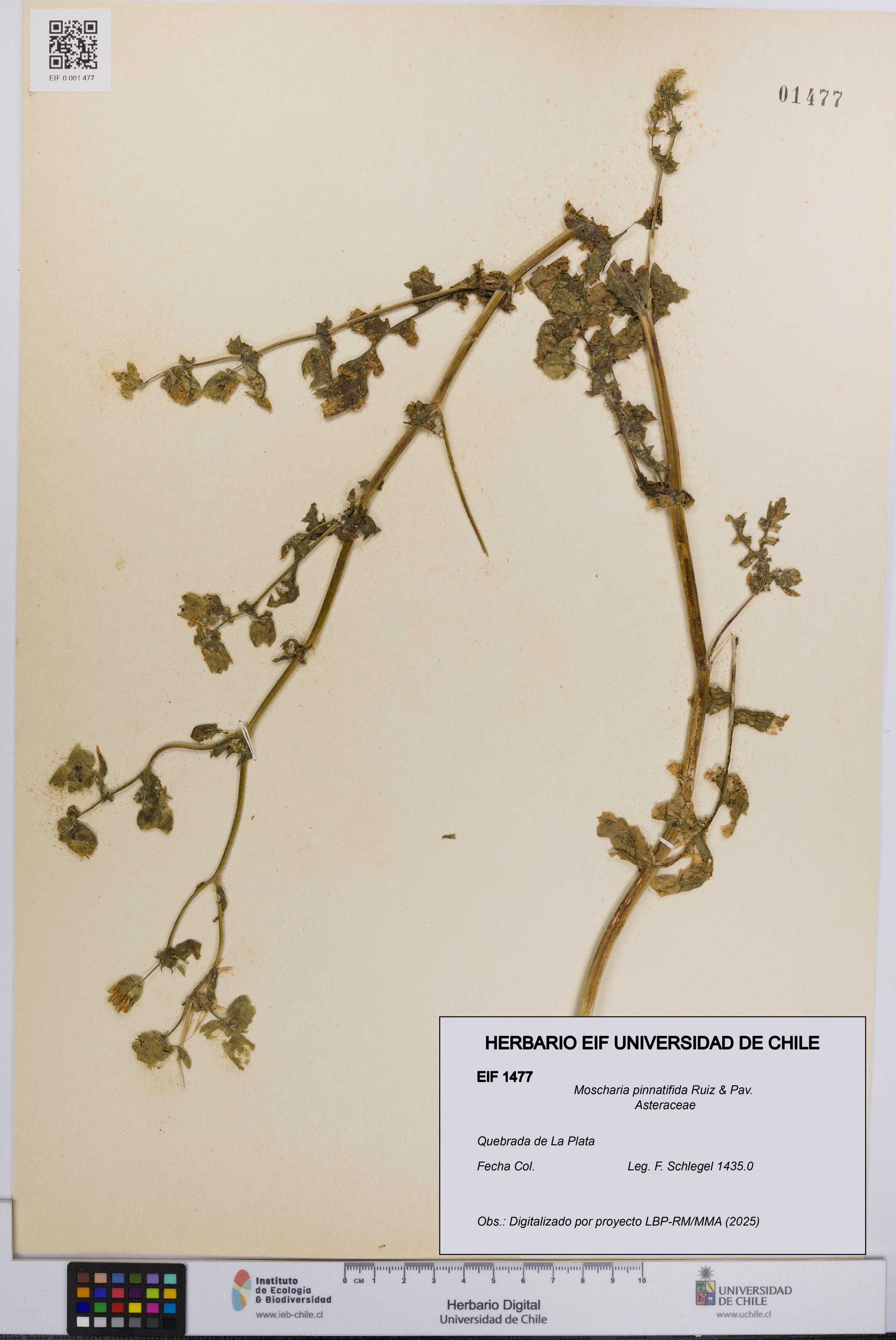 Moscharia pinnatifida [Espécimen: UCH:EIF:0001477]