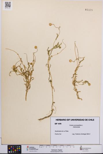 Cotula coronopifolia [Espécimen: UCH:EIF:0001478]