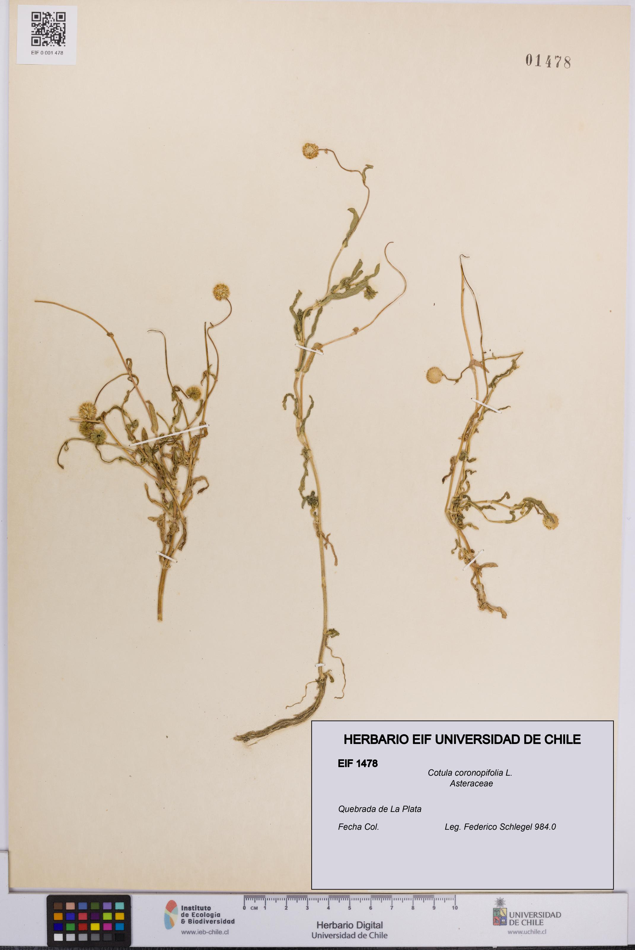 Cotula coronopifolia [Espécimen: UCH:EIF:0001478]