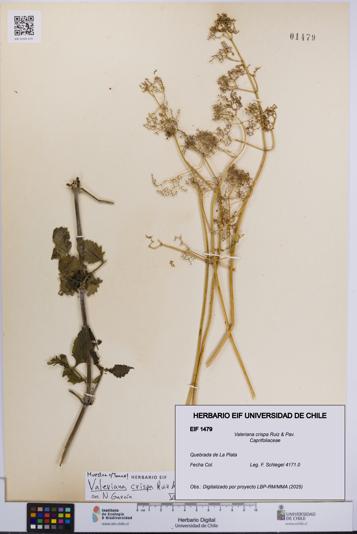 Valeriana crispa [Espécimen: UCH:EIF:0001479]