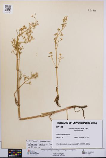 Valeriana bridgesii [Espécimen: UCH:EIF:0001480]