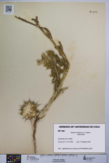 Silybum marianum [Espécimen: UCH:EIF:0001481]
