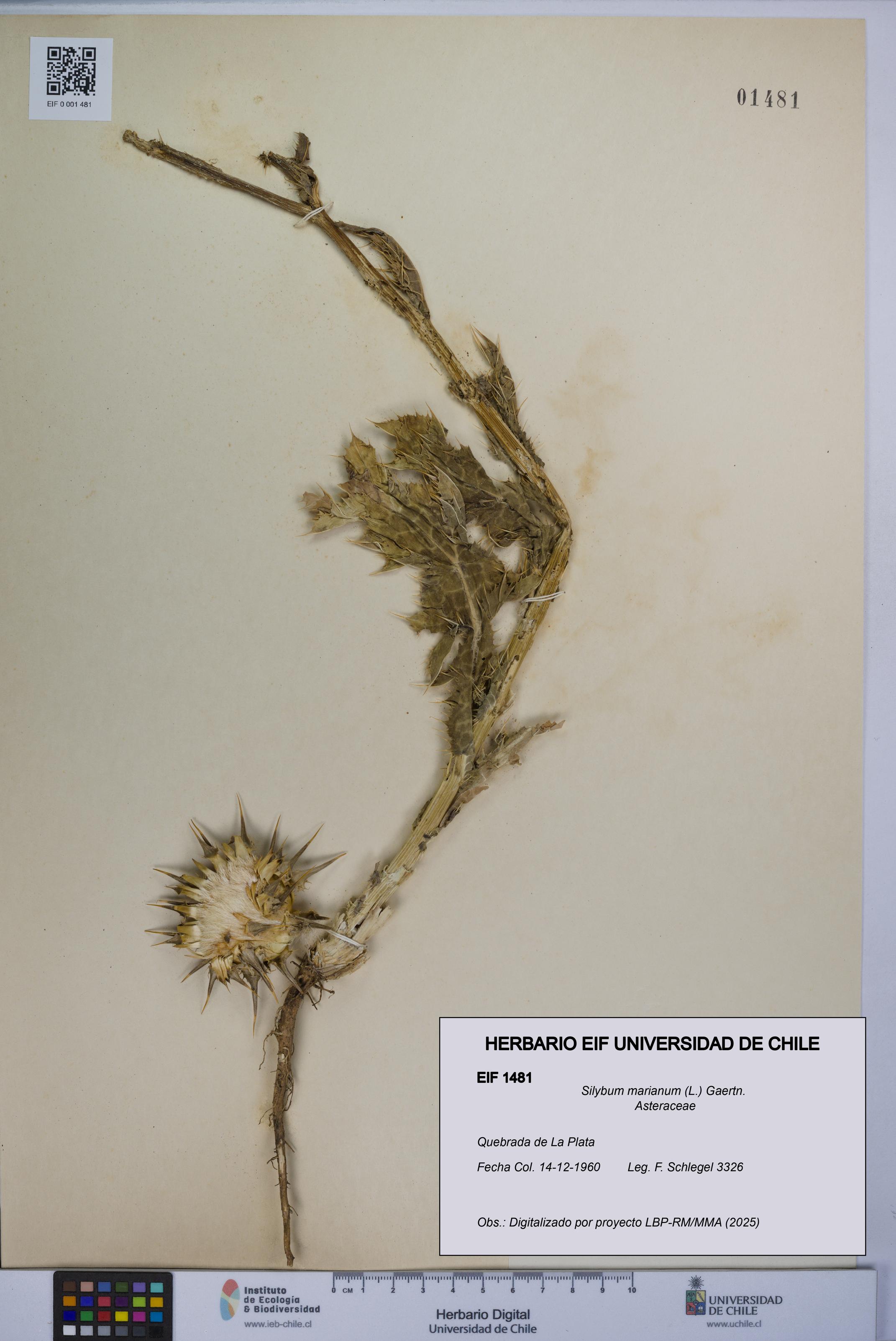 Silybum marianum [Espécimen: UCH:EIF:0001481]