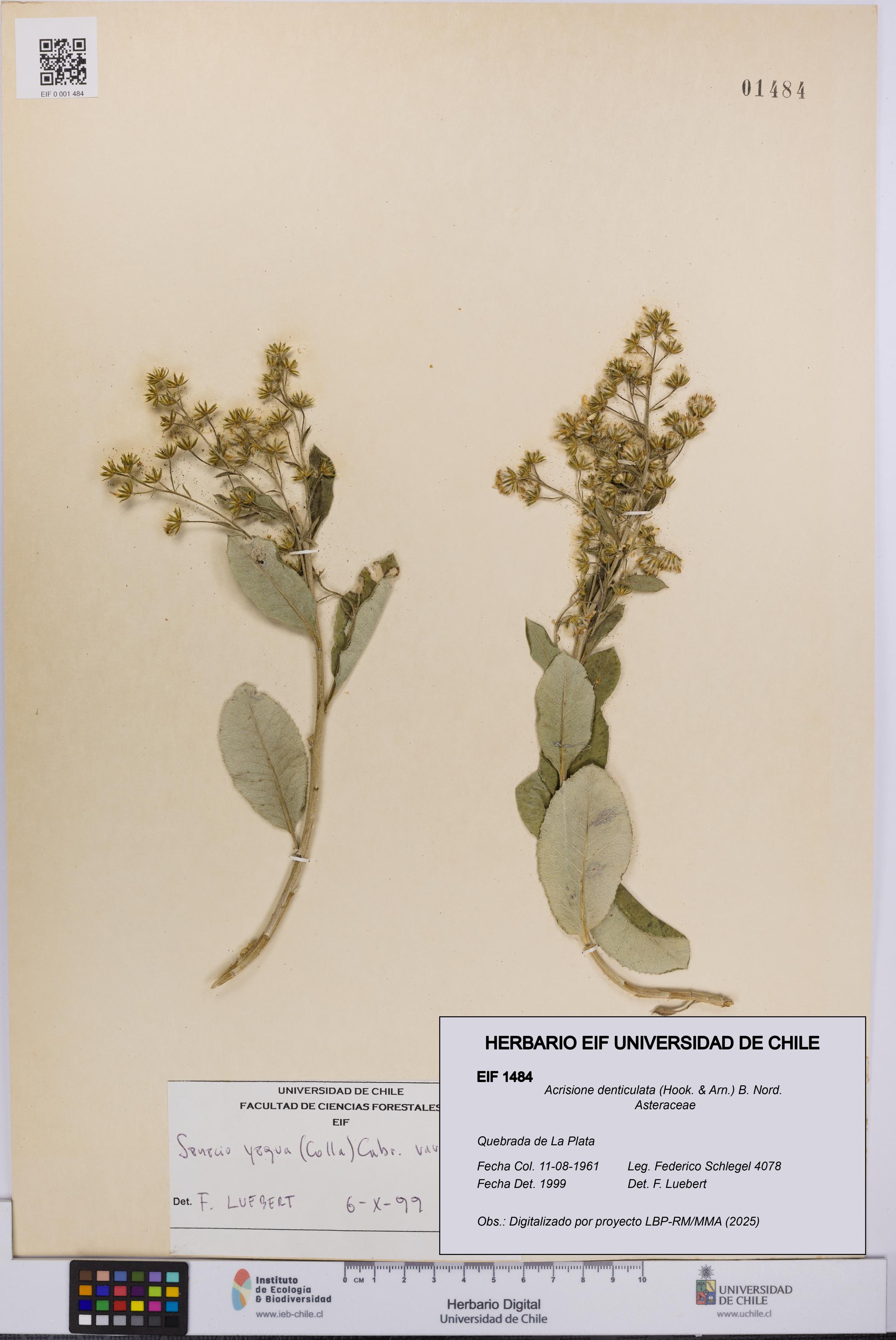 Acrisione denticulata [Espécimen: UCH:EIF:0001484]