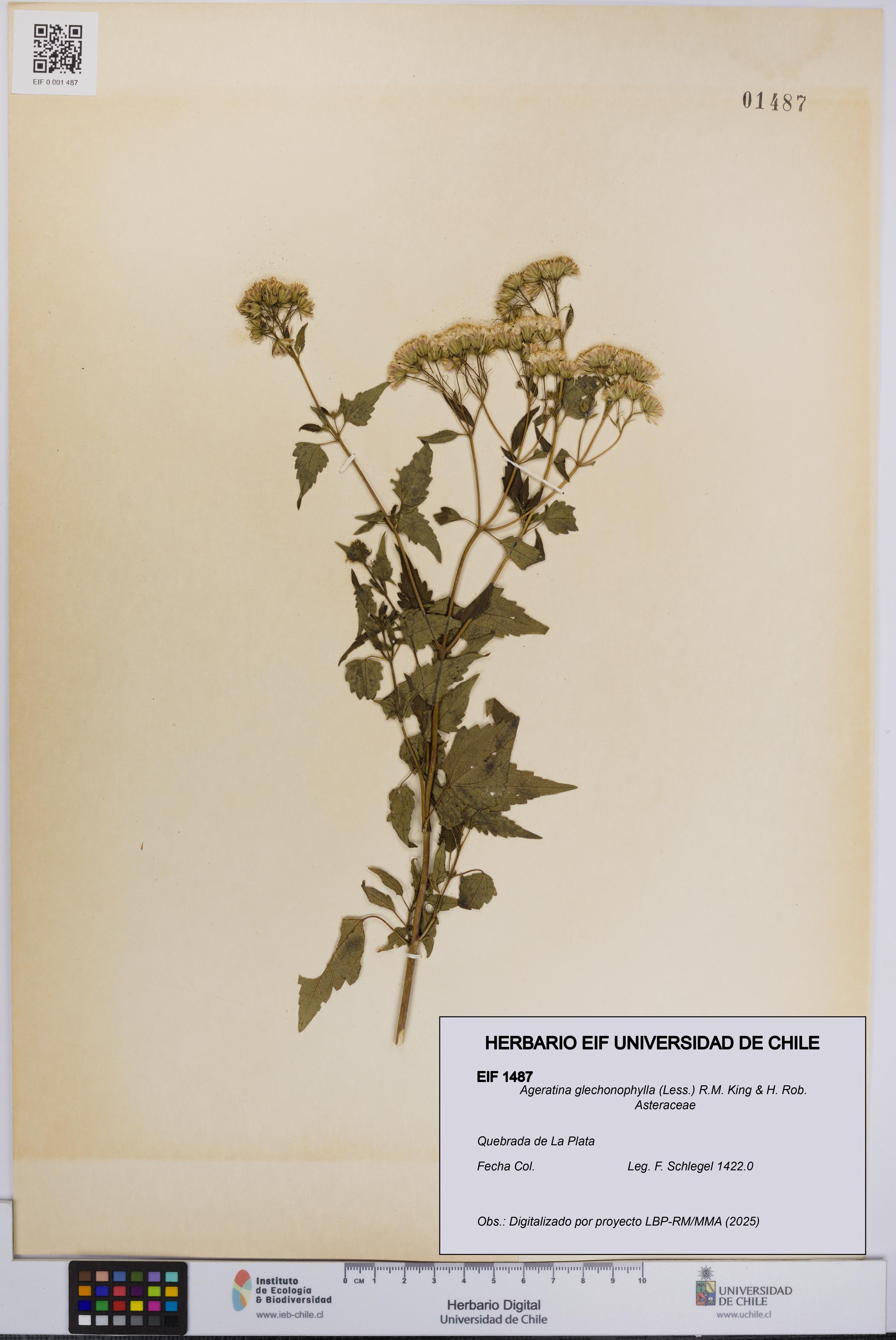 Ageratina glechonophylla [Espécimen: UCH:EIF:0001487]