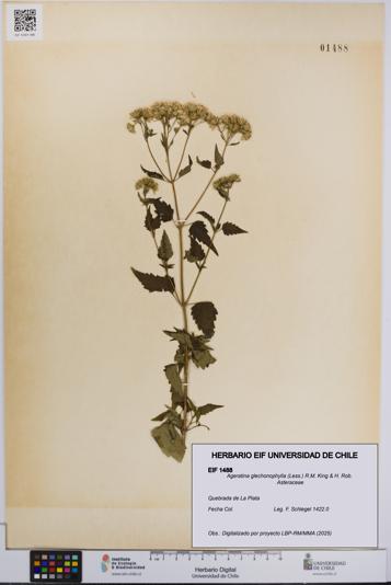 Ageratina glechonophylla [Espécimen: UCH:EIF:0001488]