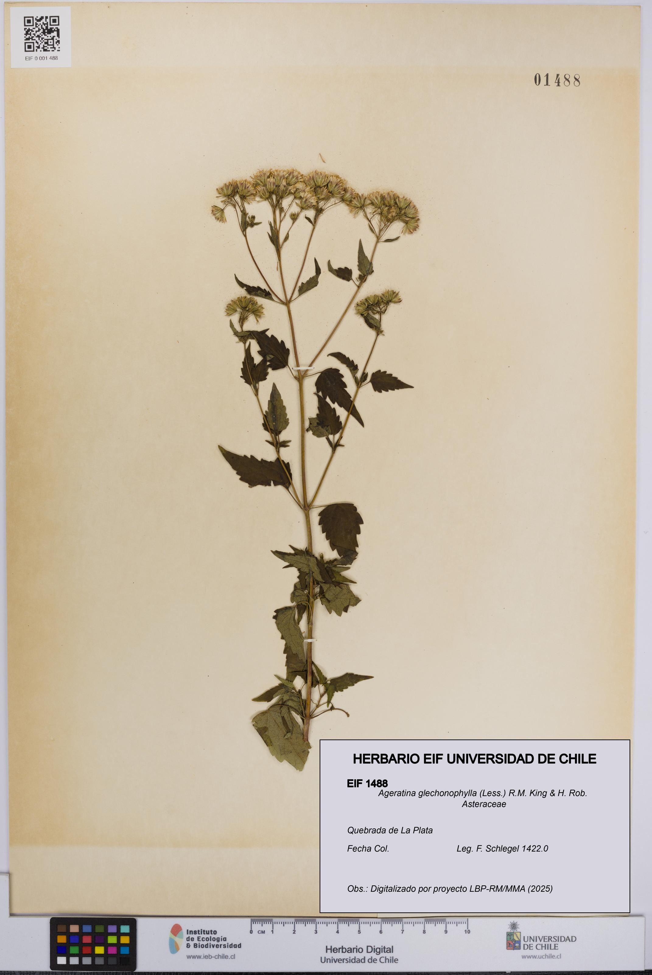 Ageratina glechonophylla [Espécimen: UCH:EIF:0001488]