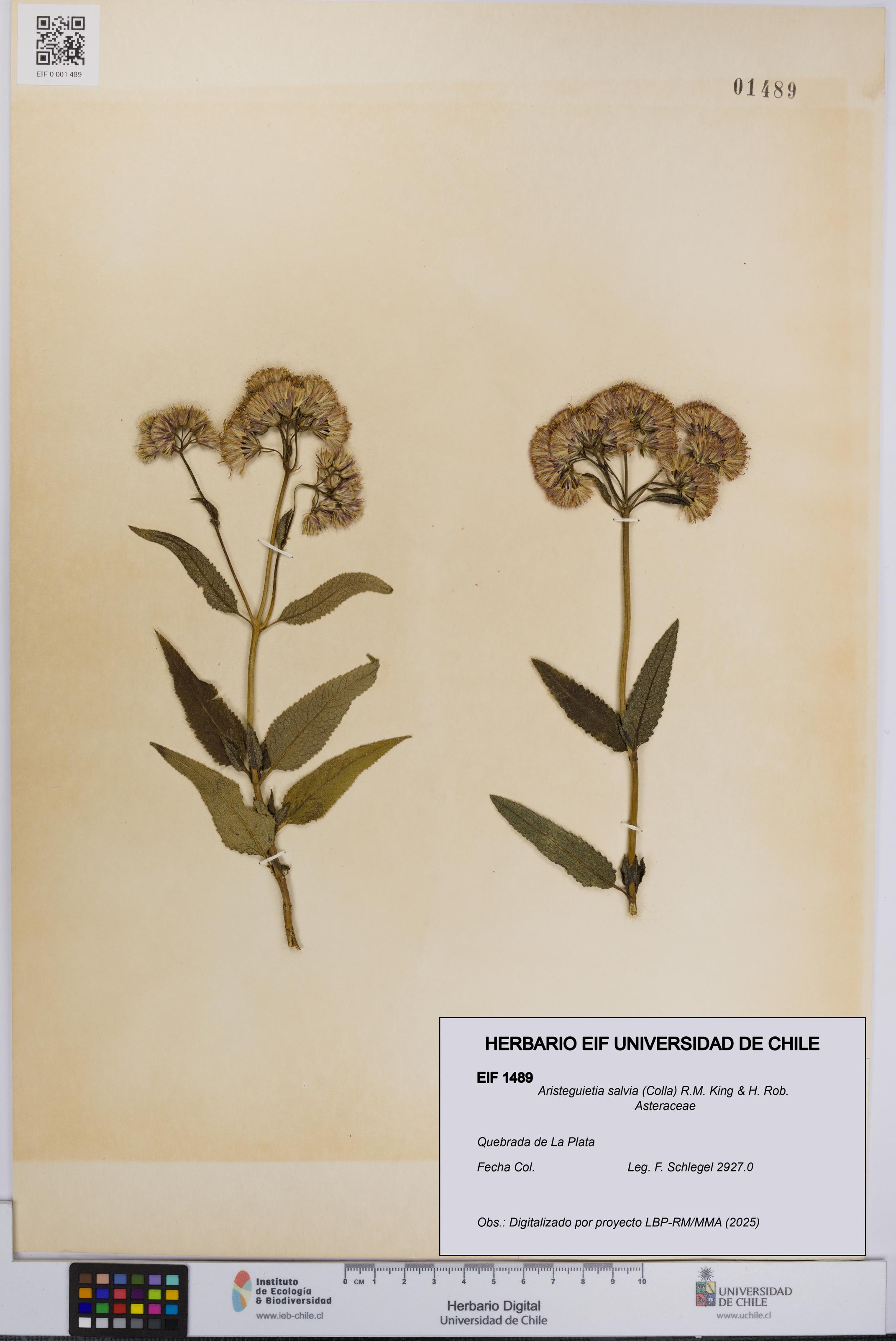 Aristeguietia salvia [Espécimen: UCH:EIF:0001489]