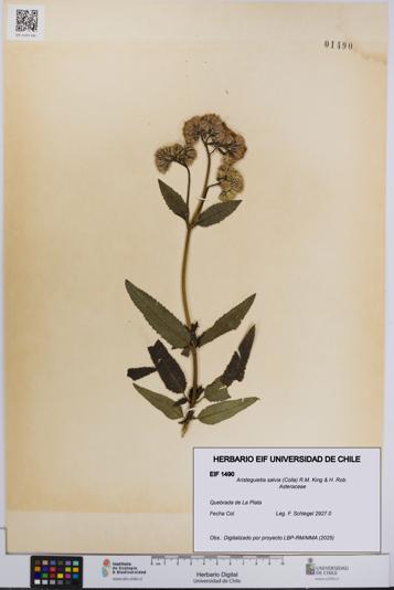 Aristeguietia salvia [Espécimen: UCH:EIF:0001490]