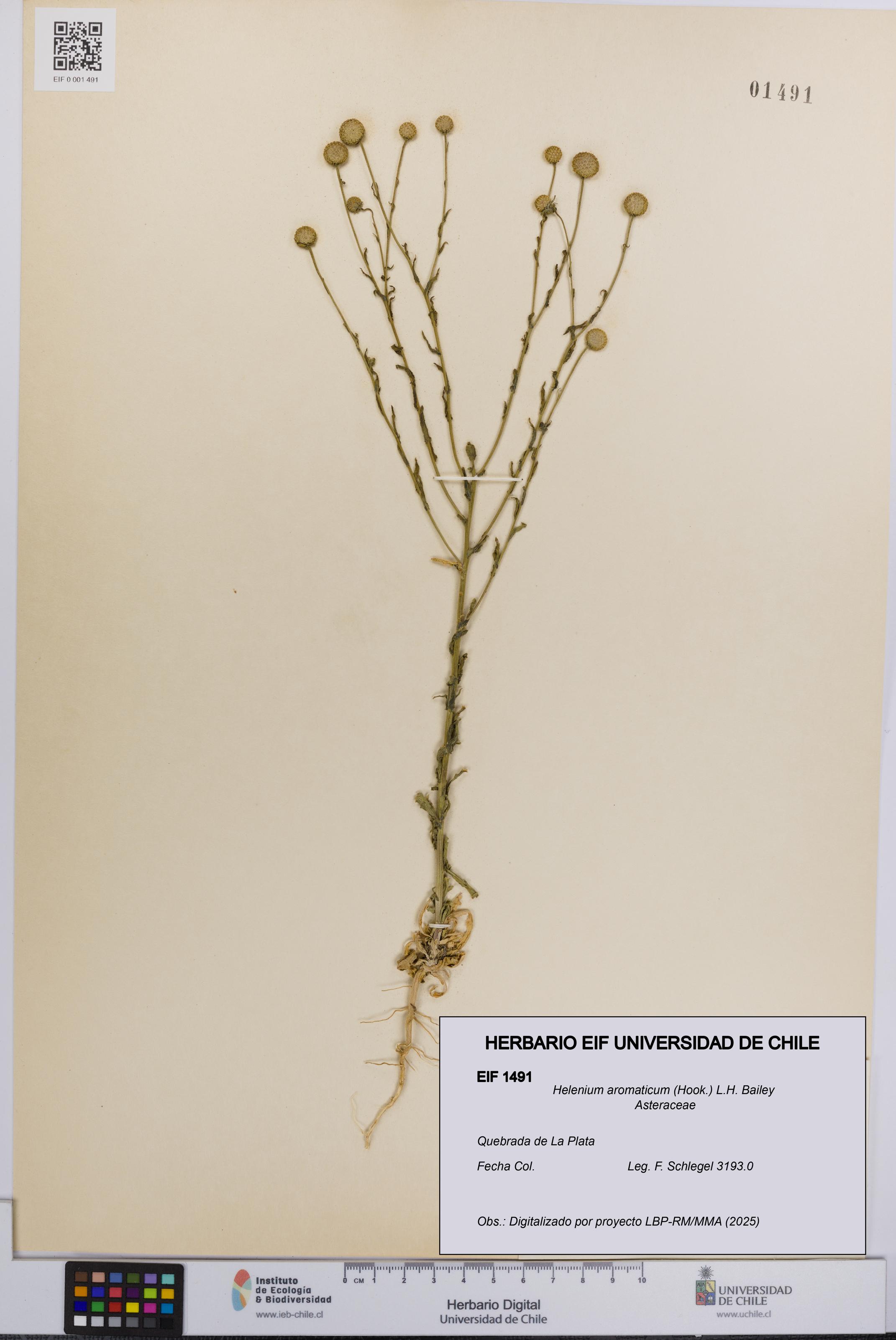 Helenium aromaticum [Espécimen: UCH:EIF:0001491]
