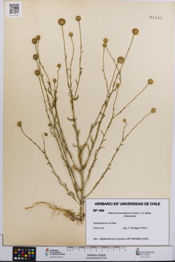 Helenium aromaticum [Espécimen: UCH:EIF:0001492]