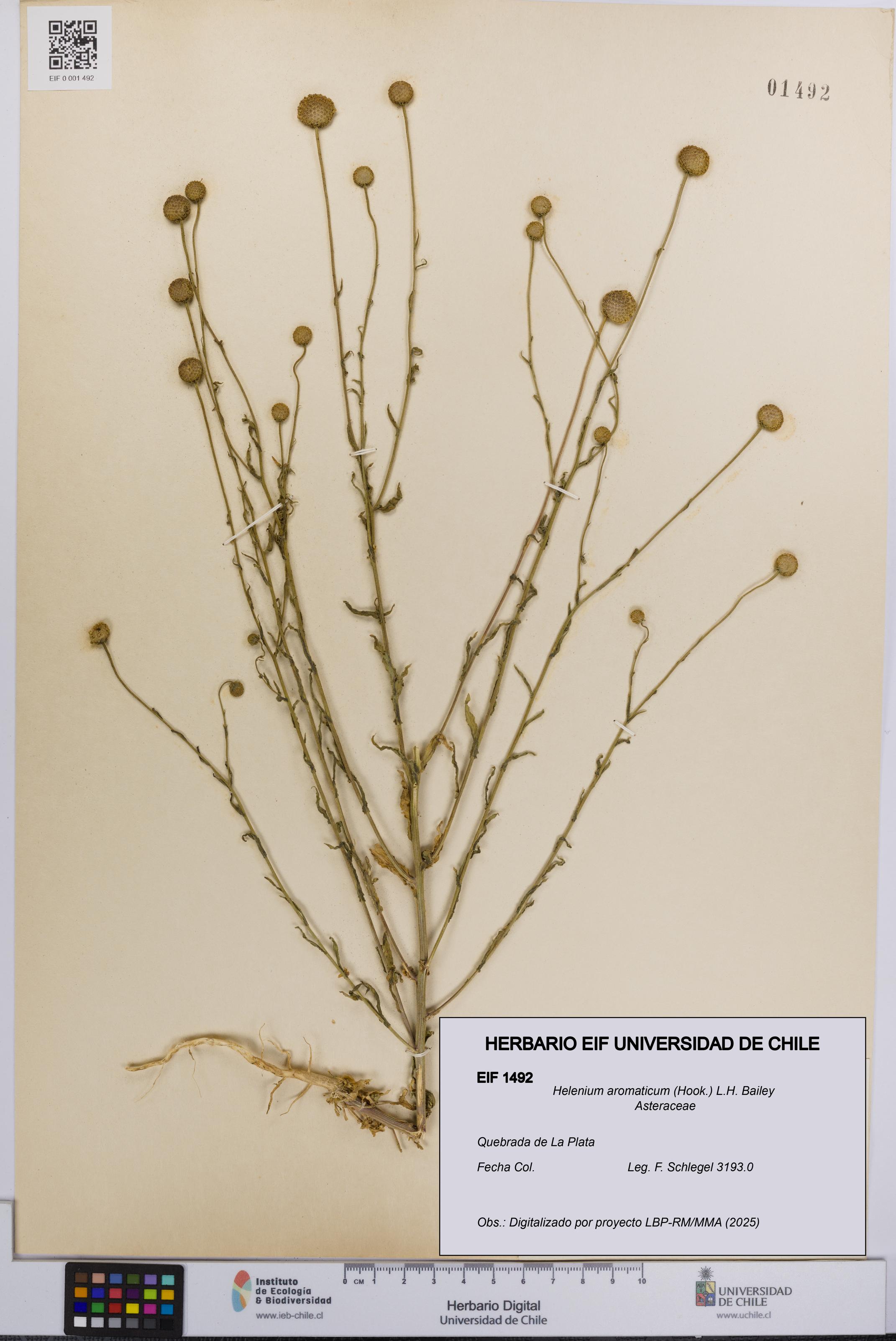 Helenium aromaticum [Espécimen: UCH:EIF:0001492]