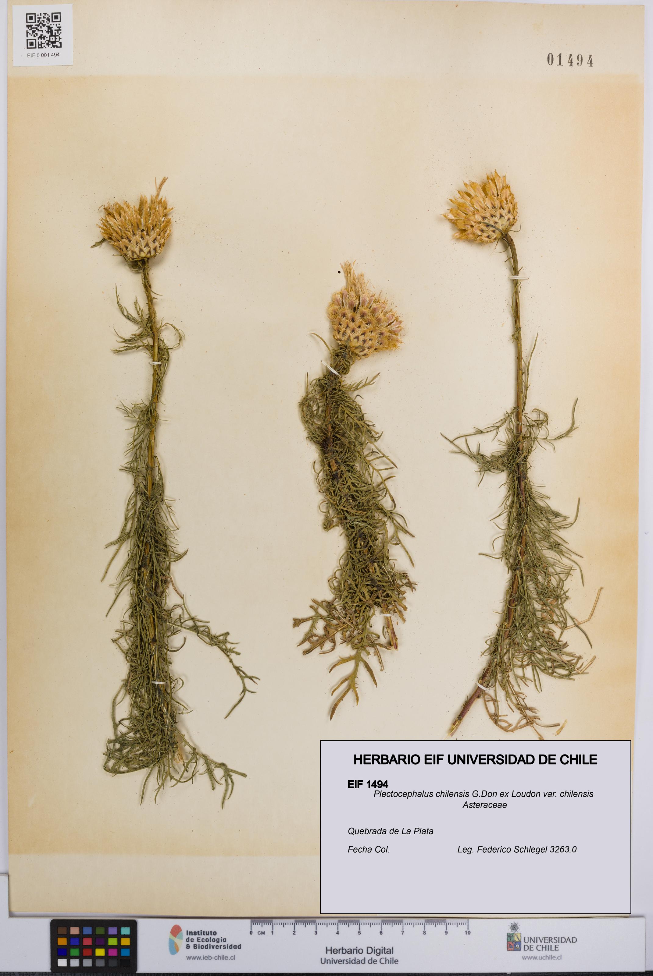 Plectocephalus chilensis var. chilensis [Espécimen: UCH:EIF:0001494]