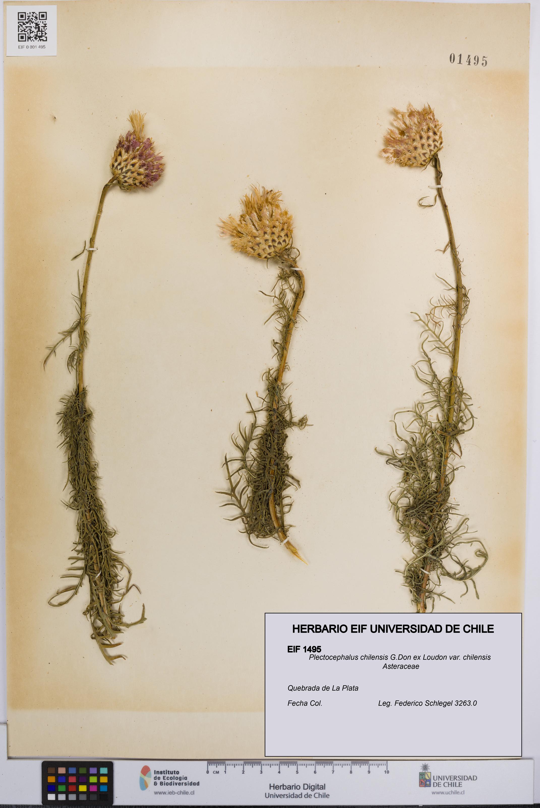 Plectocephalus chilensis var. chilensis [Espécimen: UCH:EIF:0001495]