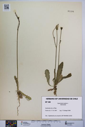 Hypochaeris glabra [Espécimen: UCH:EIF:0001496]
