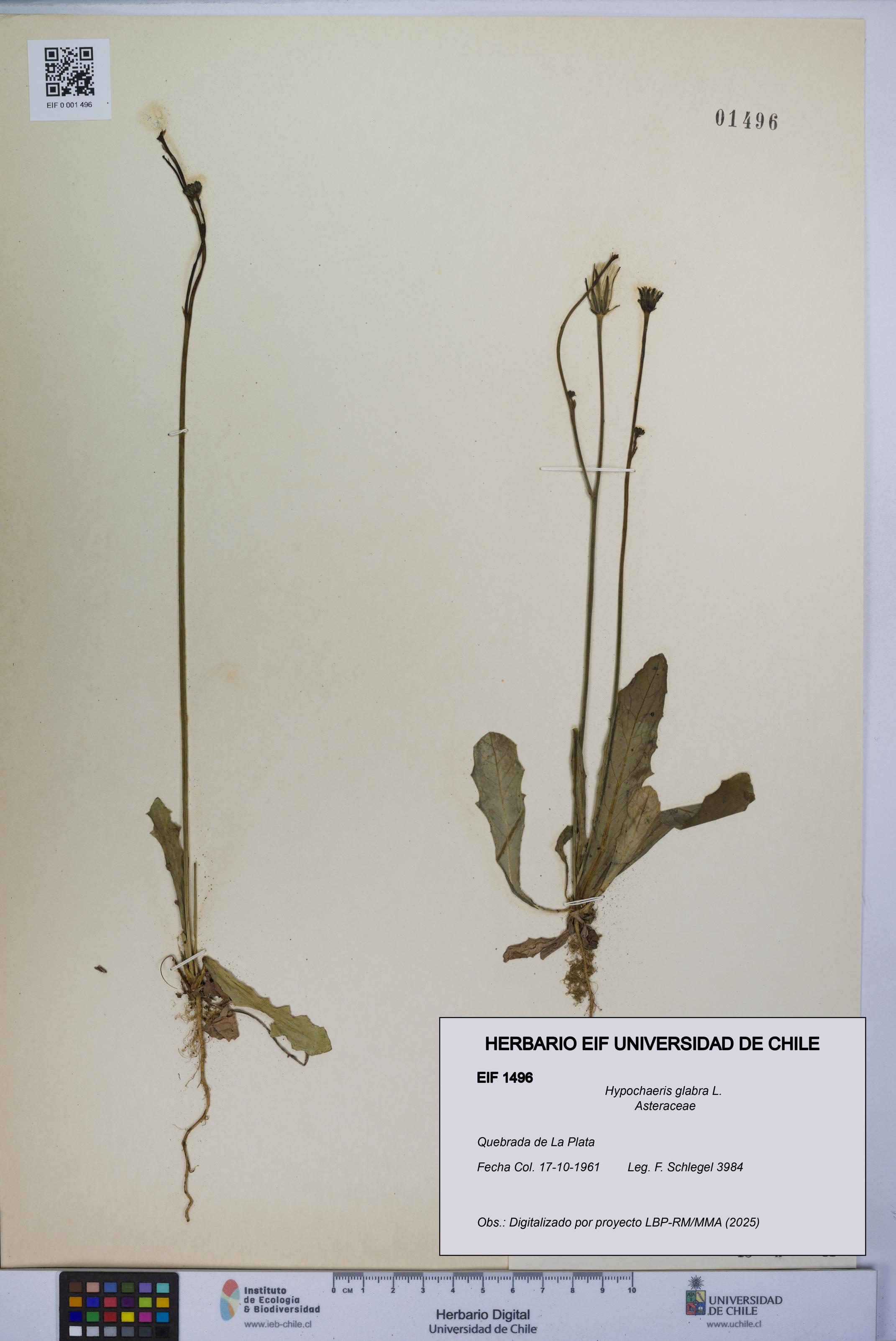 Hypochaeris glabra [Espécimen: UCH:EIF:0001496]