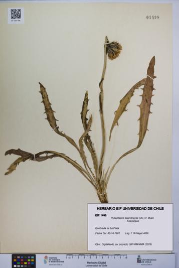 Hypochaeris scorzonerae [Espécimen: UCH:EIF:0001498]