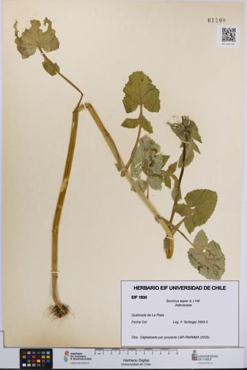 Sonchus asper [Espécimen: UCH:EIF:0001500]