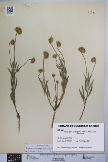Haplopappus poeppigianus [Espécimen: UCH:EIF:0001501]