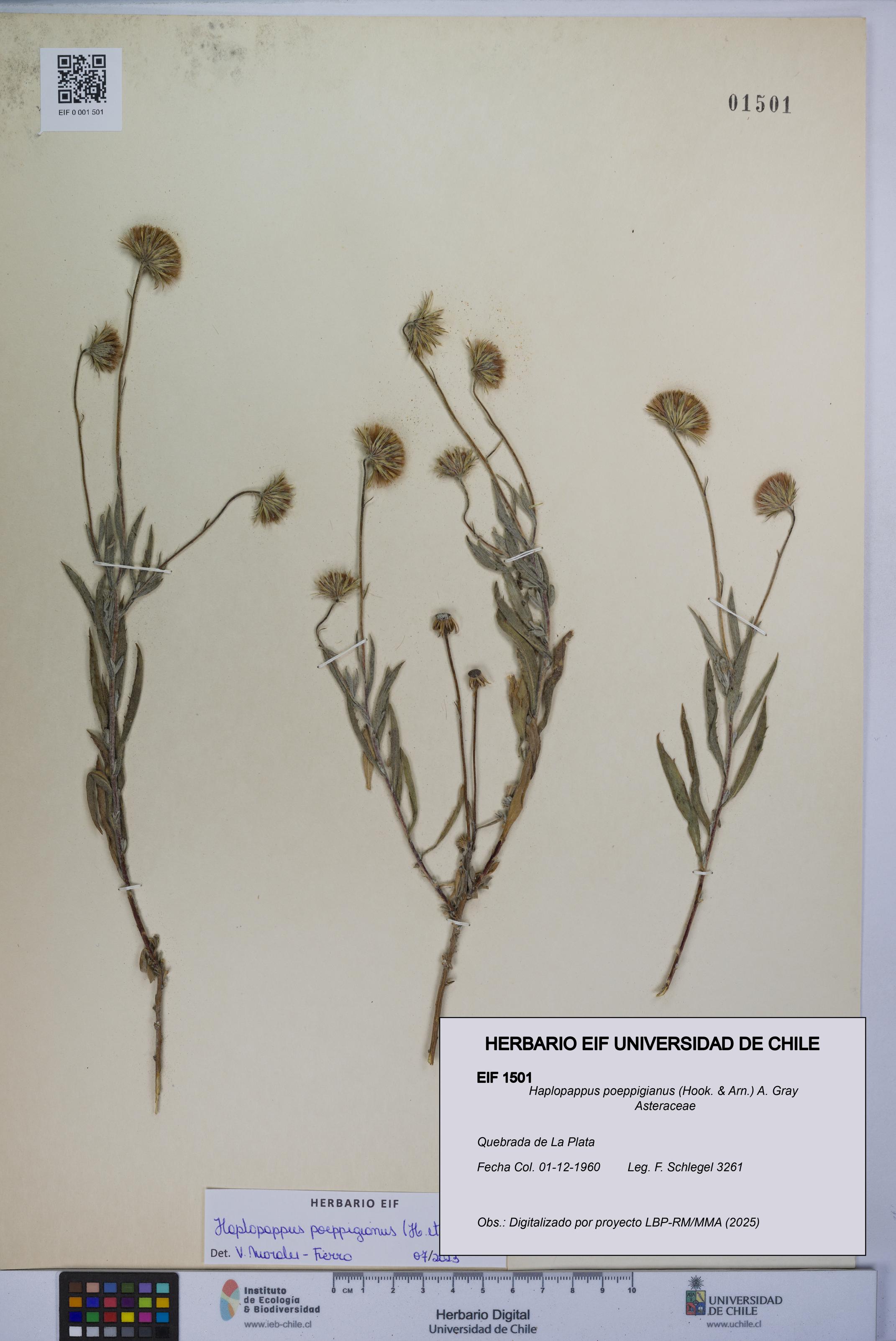 Haplopappus poeppigianus [Espécimen: UCH:EIF:0001501]