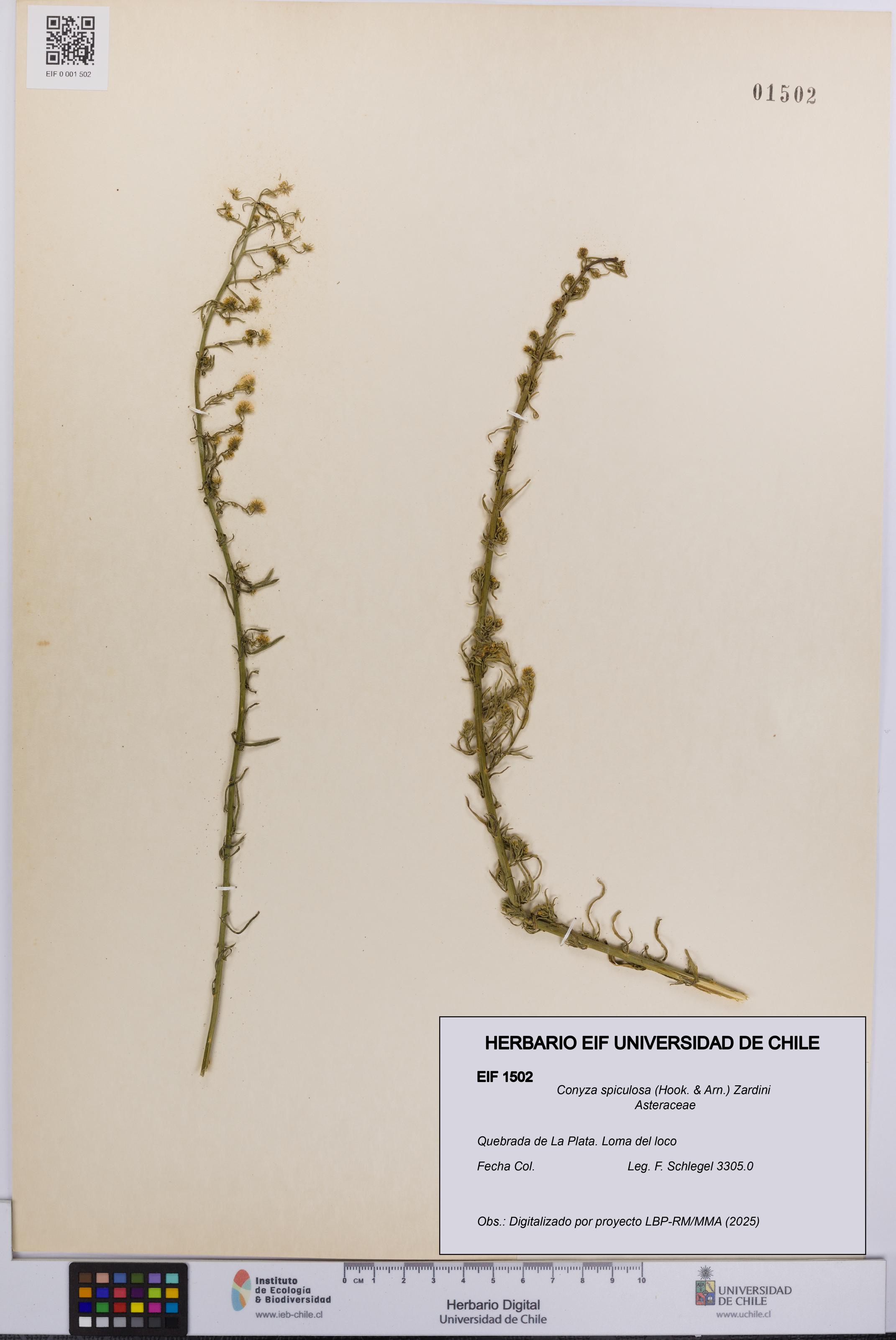 Conyza spiculosa [Espécimen: UCH:EIF:0001502]