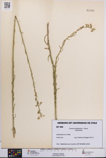 Conyza bustillosiana [Espécimen: UCH:EIF:0001503]