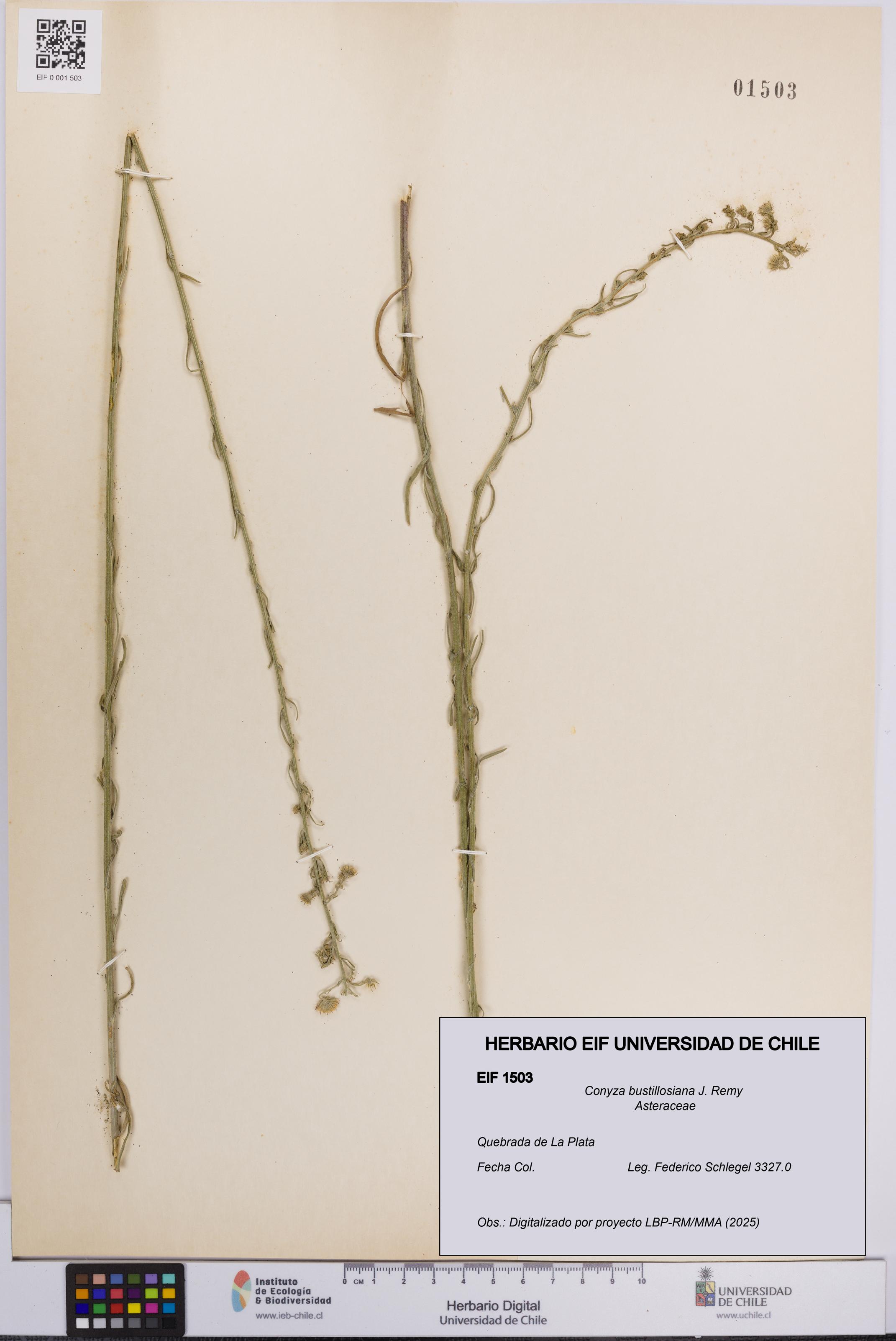 Conyza bustillosiana [Espécimen: UCH:EIF:0001503]