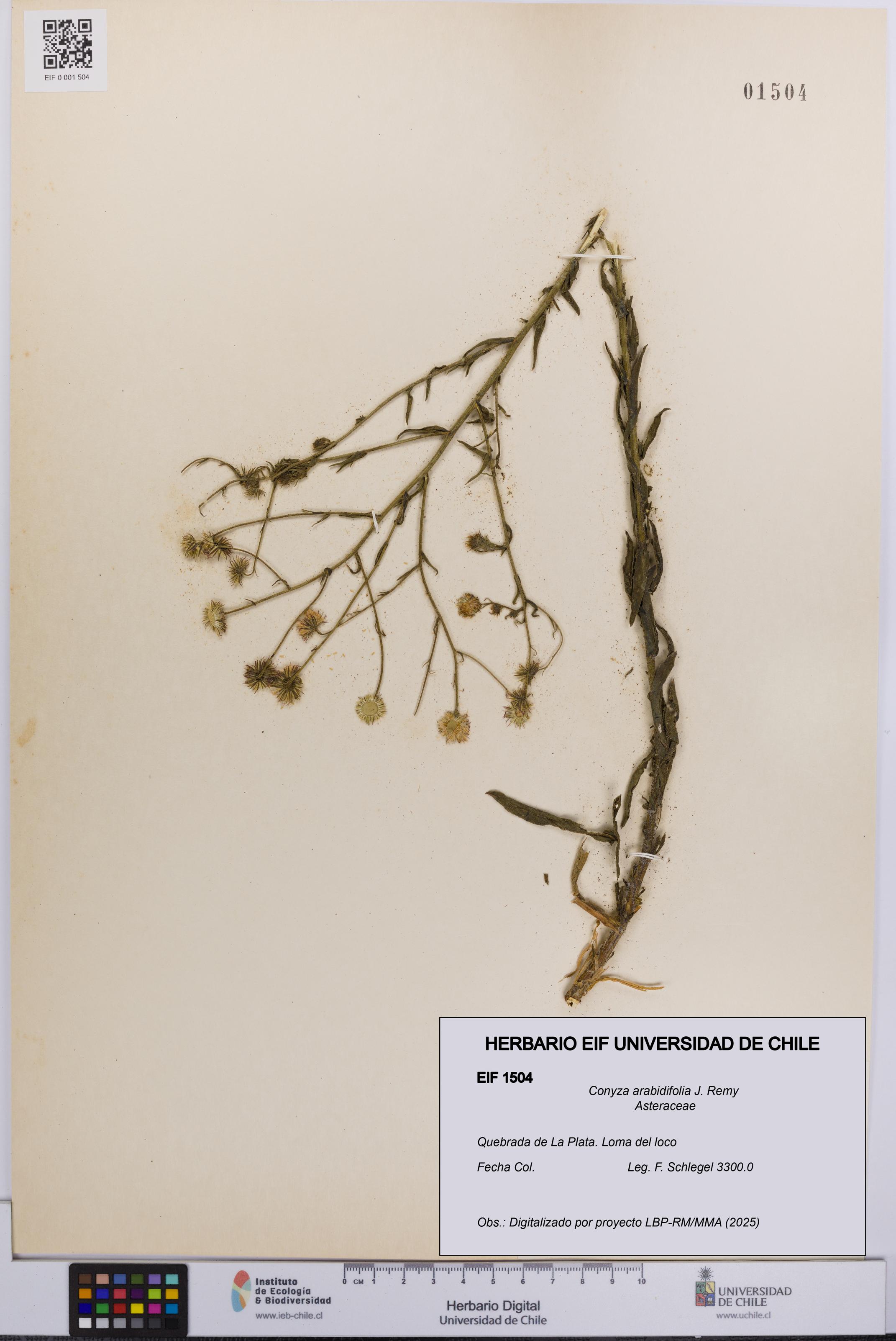 Conyza arabidifolia [Espécimen: UCH:EIF:0001504]