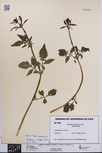 Valeriana crispa [Espécimen: UCH:EIF:0001508]