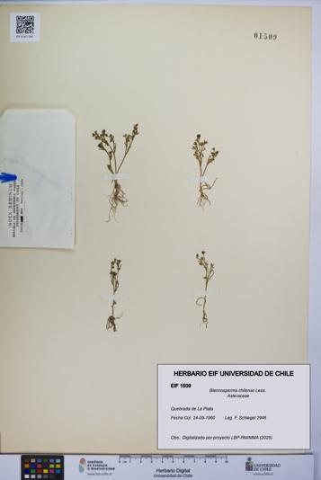 Blennosperma chilense [Espécimen: UCH:EIF:0001509]