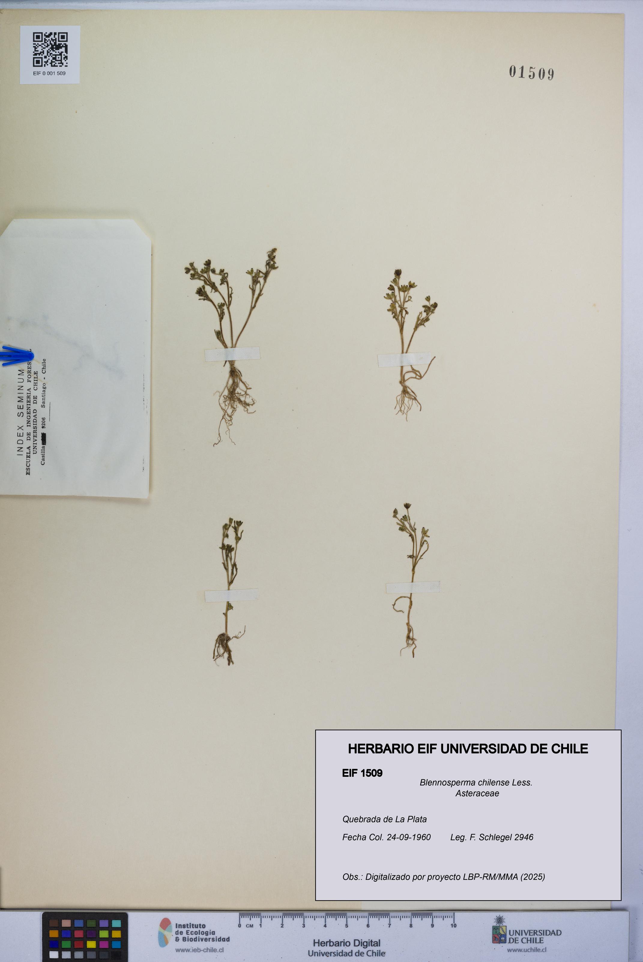 Blennosperma chilense [Espécimen: UCH:EIF:0001509]