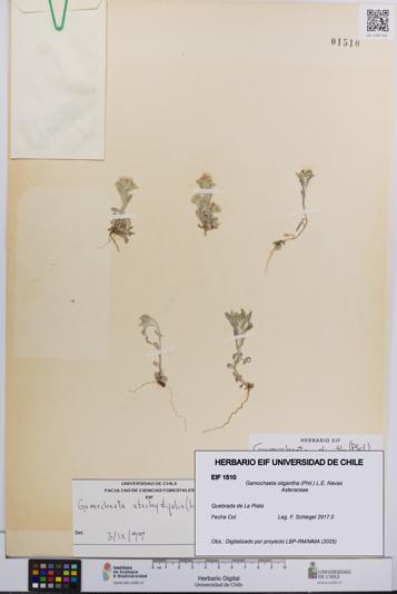 Gamochaeta oligantha [Espécimen: UCH:EIF:0001510]