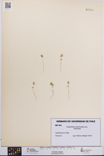 Chaetanthera moenchioides [Espécimen: UCH:EIF:0001511]