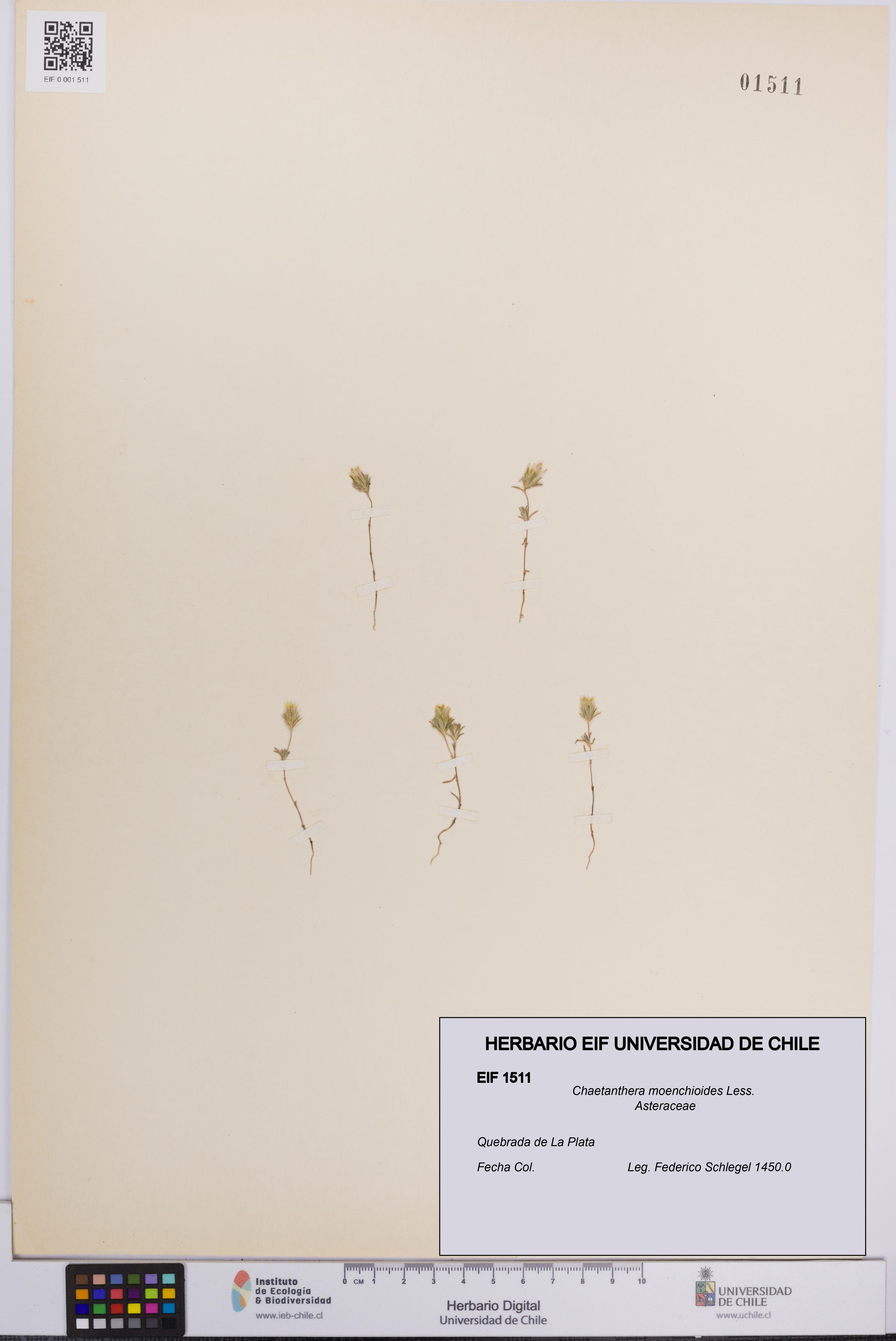 Chaetanthera moenchioides [Espécimen: UCH:EIF:0001511]