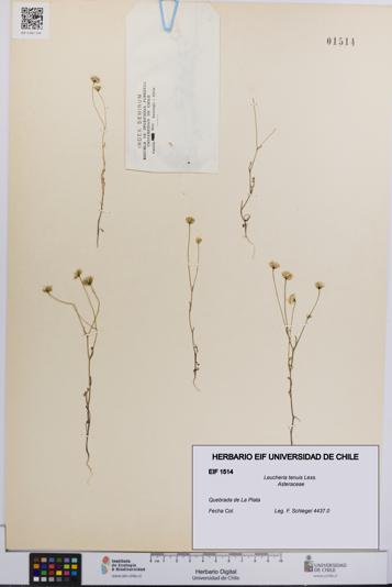 Leucheria tenuis [Espécimen: UCH:EIF:0001514]