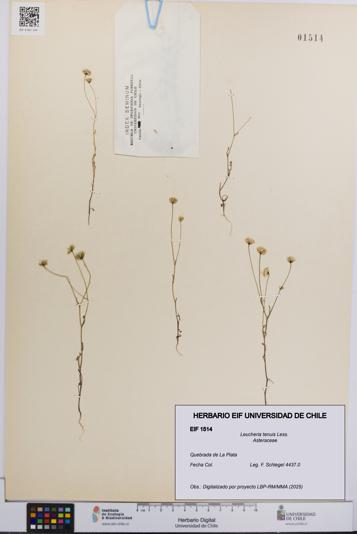 Leucheria tenuis [Espécimen: UCH:EIF:0001514]