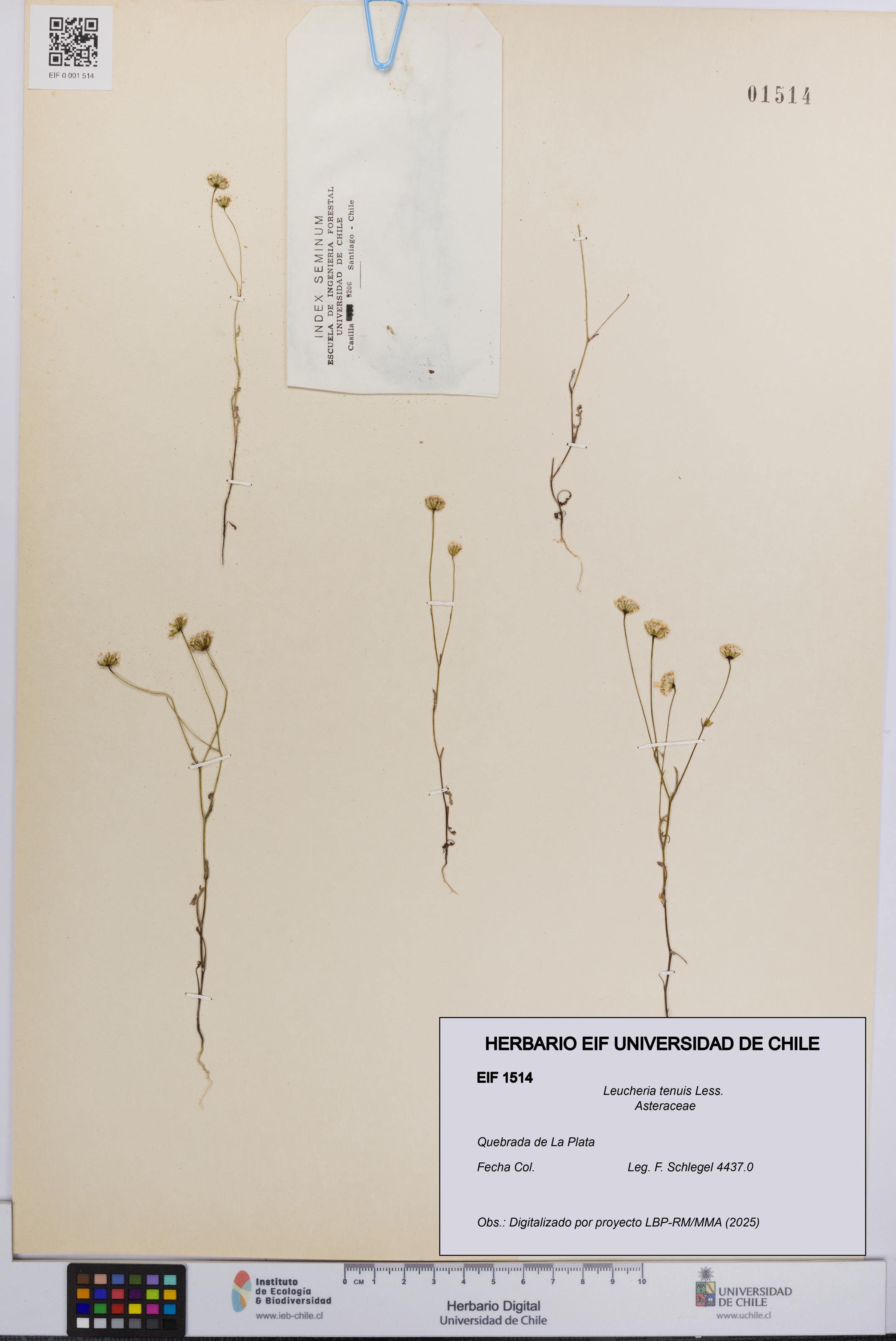 Leucheria tenuis [Espécimen: UCH:EIF:0001514]