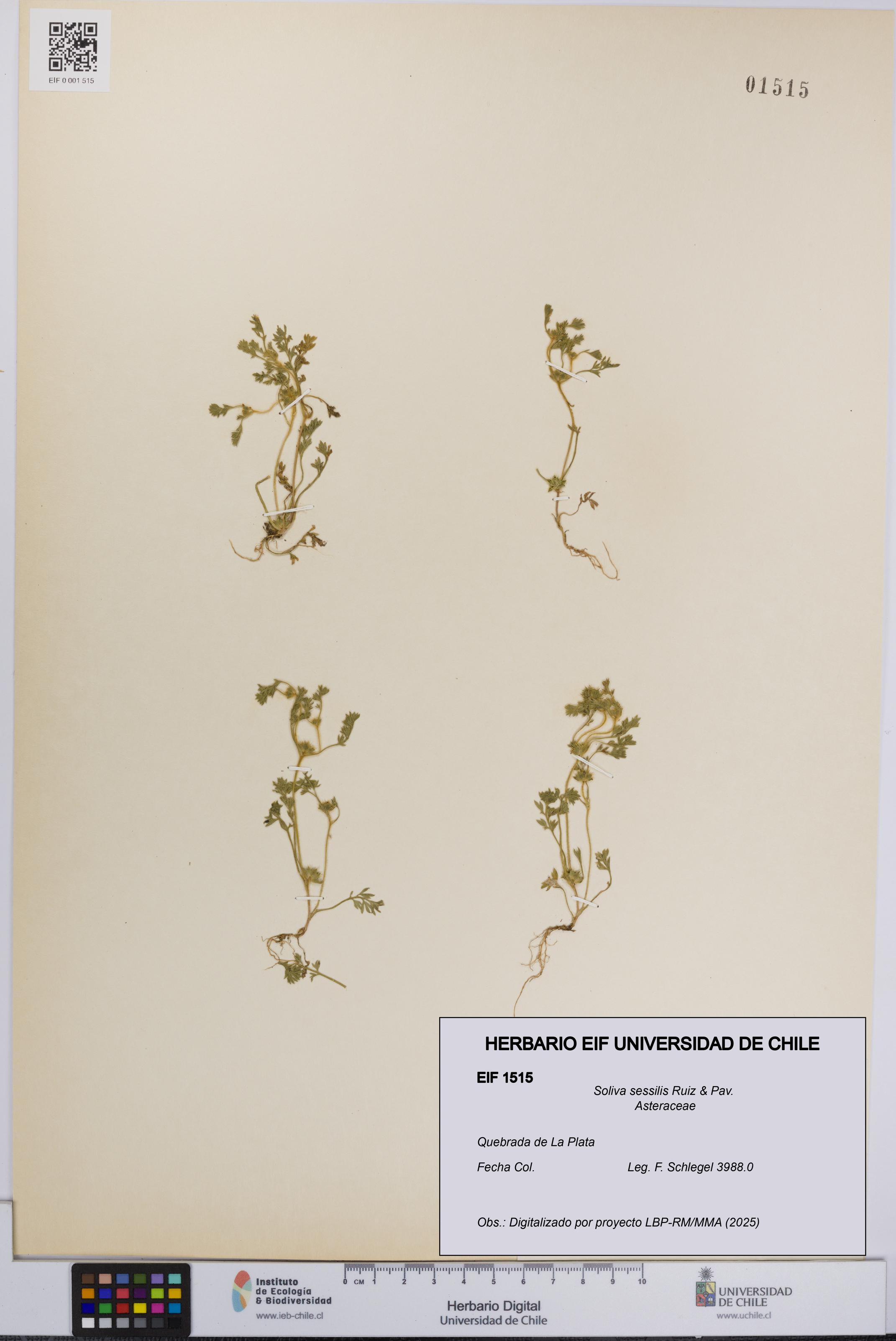 Soliva sessilis [Espécimen: UCH:EIF:0001515]