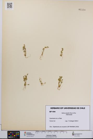 Soliva sessilis [Espécimen: UCH:EIF:0001516]