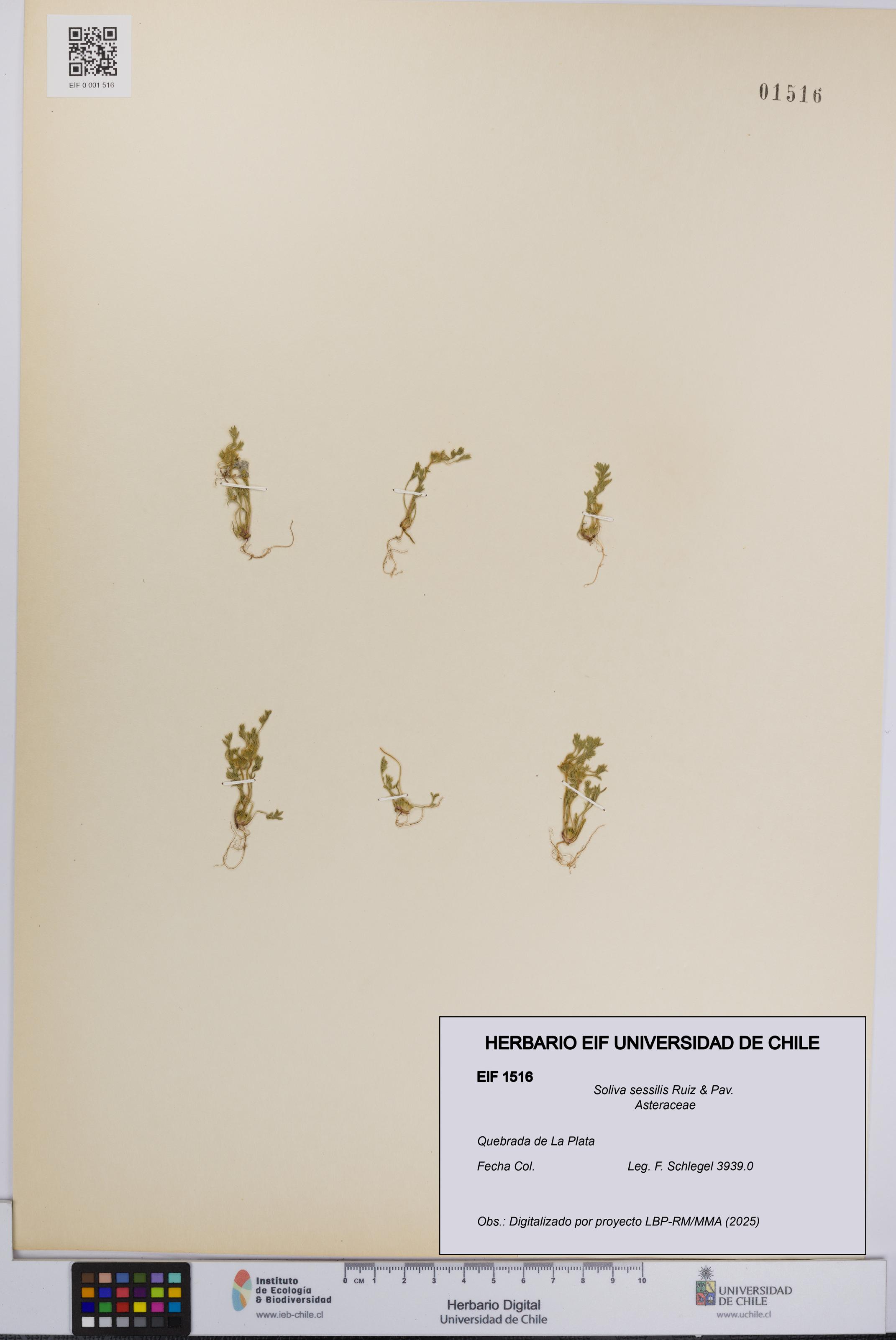 Soliva sessilis [Espécimen: UCH:EIF:0001516]