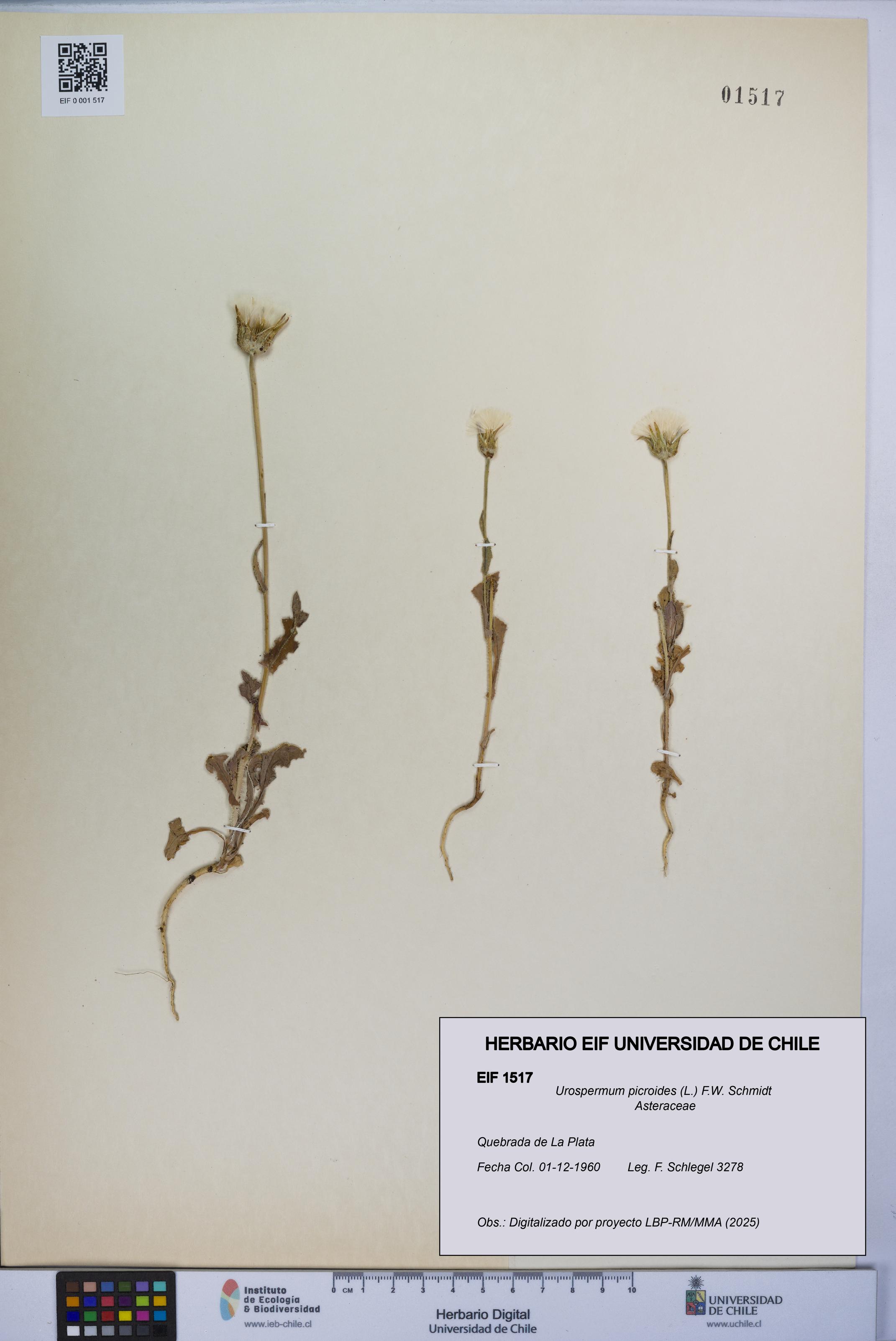 Urospermum picroides [Espécimen: ]