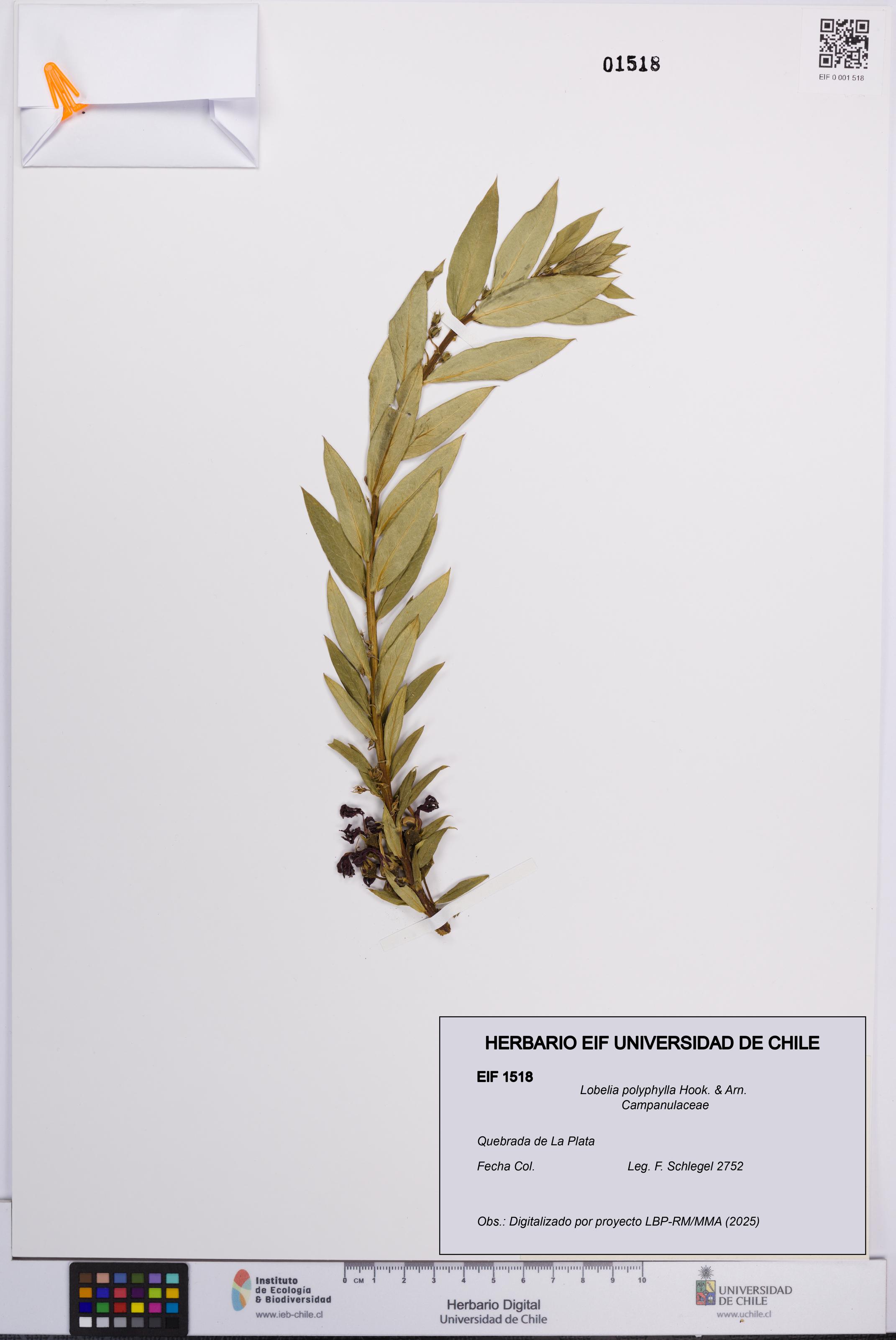 Lobelia polyphylla [Espécimen: UCH:EIF:0001518]