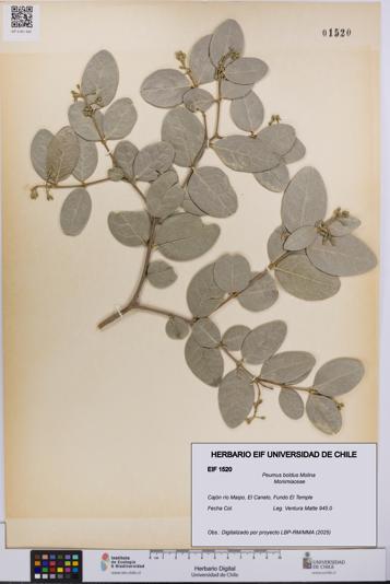 Peumus boldus [Espécimen: UCH:EIF:0001520]