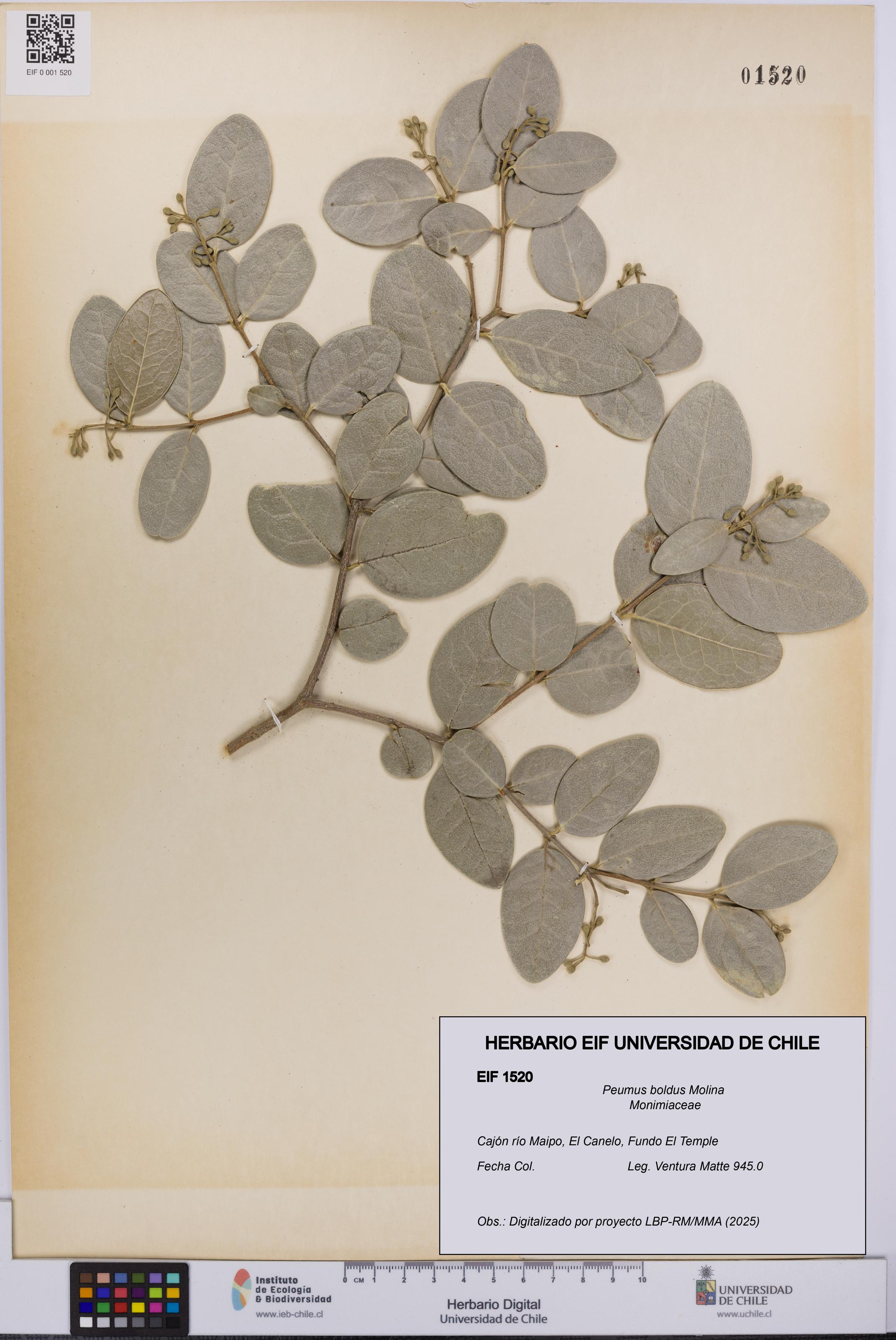 Peumus boldus [Espécimen: UCH:EIF:0001520]