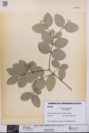Peumus boldus [Espécimen: UCH:EIF:0001521]