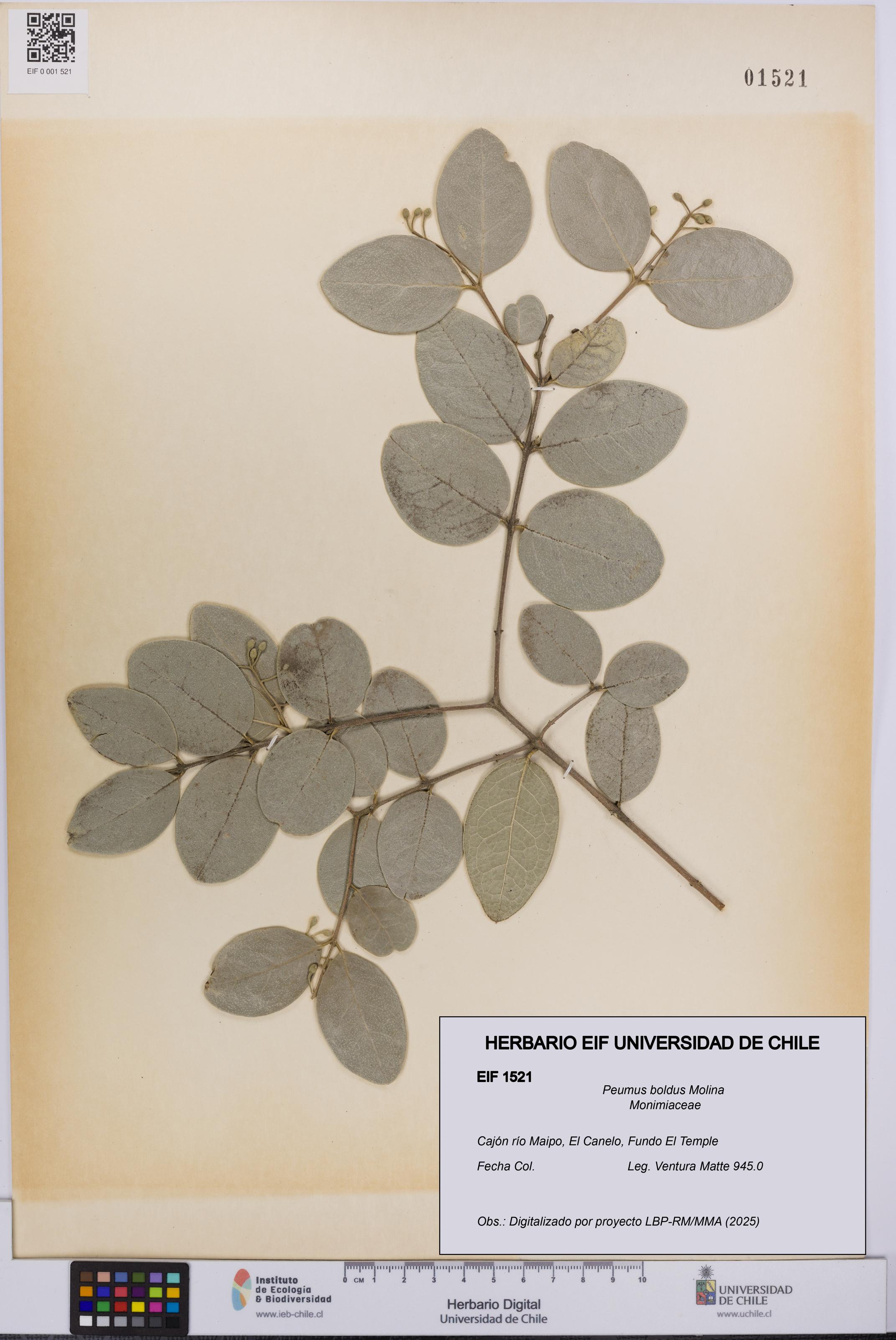 Peumus boldus [Espécimen: UCH:EIF:0001521]